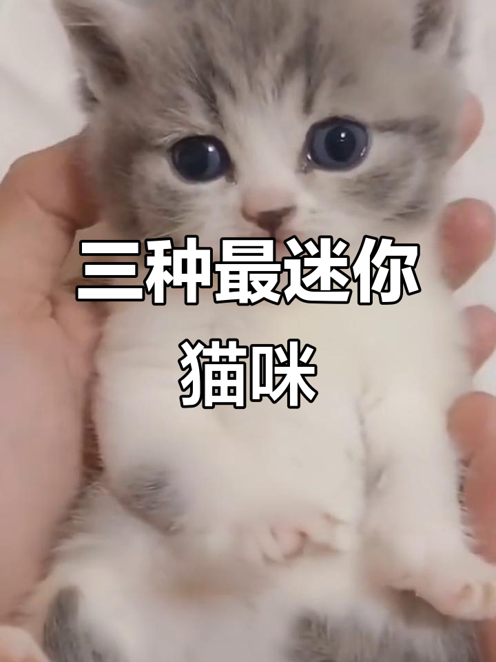 猫界三大最小体型,你都知道吗?