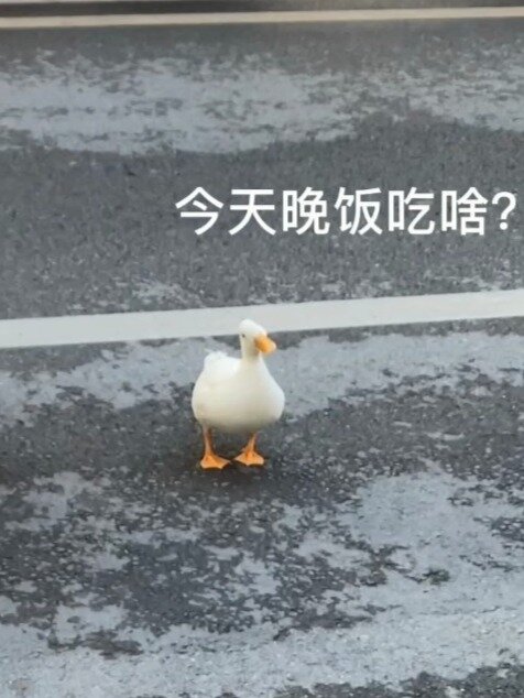 行走的表情包!有些小鸭子走着走着就呆住了