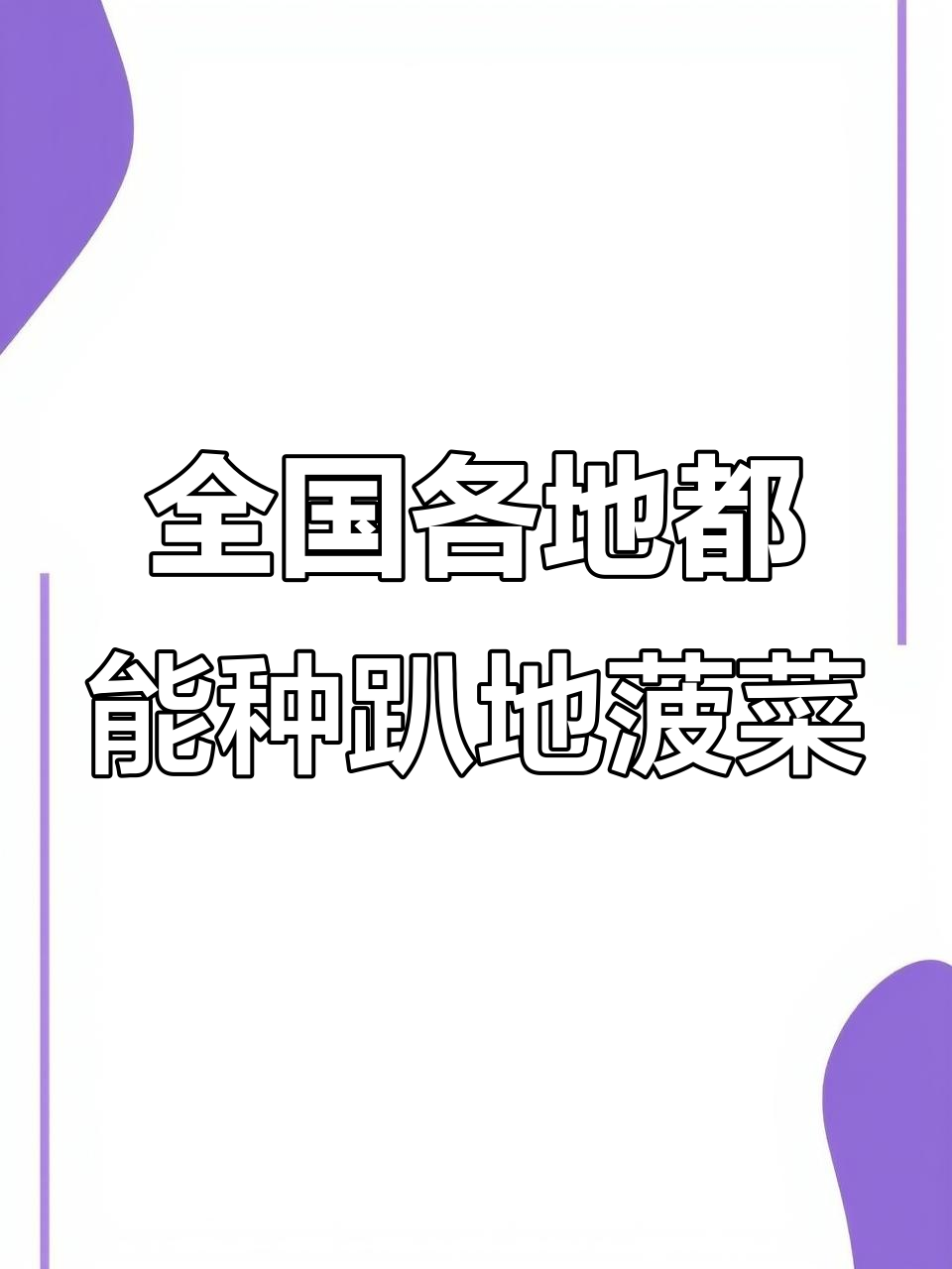 河南趴地菠菜火了，其他地区能种吗？种植时间揭秘