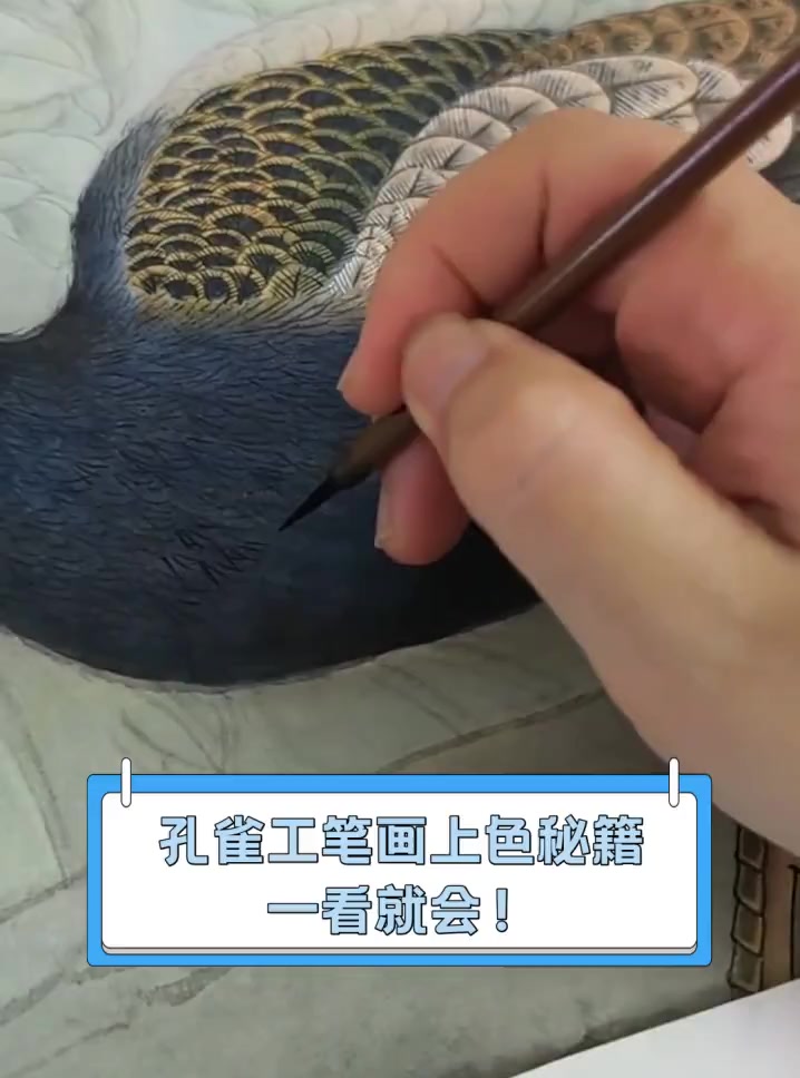 孔雀工笔画上色秘籍,一看就会!