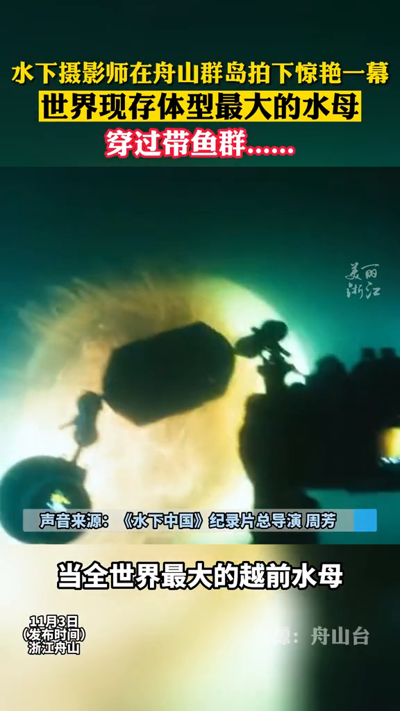 摄影师在舟山浪岗岛拍到惊艳一幕!世界现存体型最大水母扑面而来