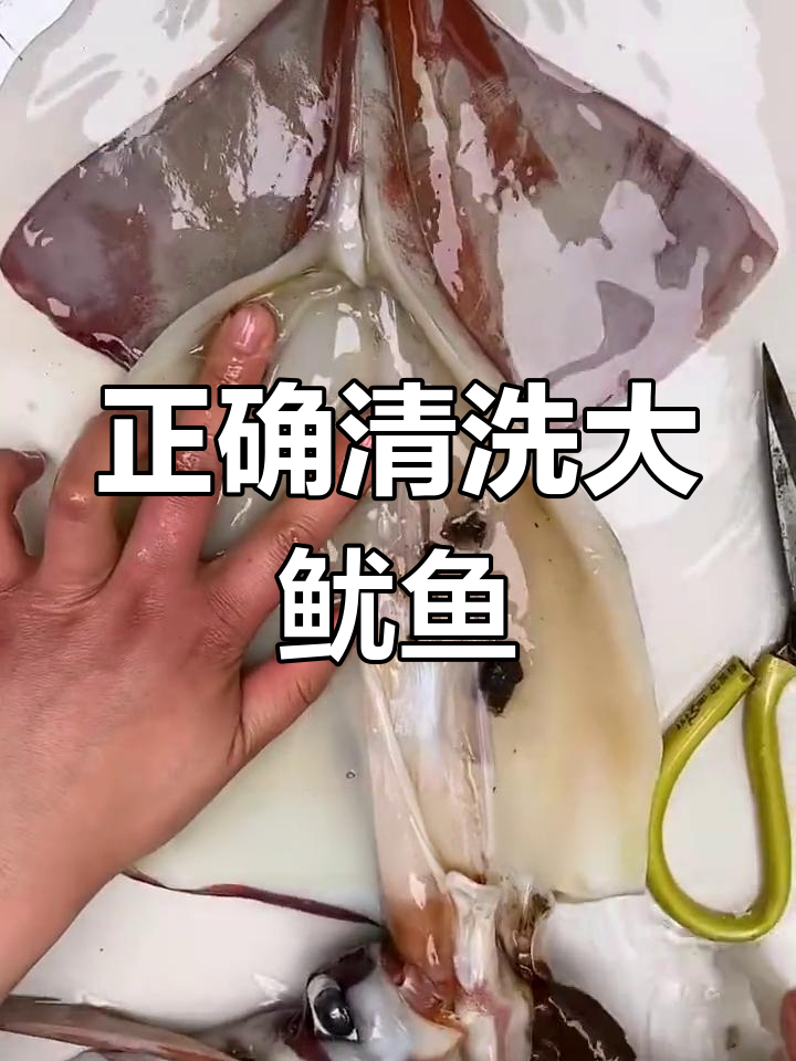 大鱿鱼清理全攻略,去除内脏和不可食用部分