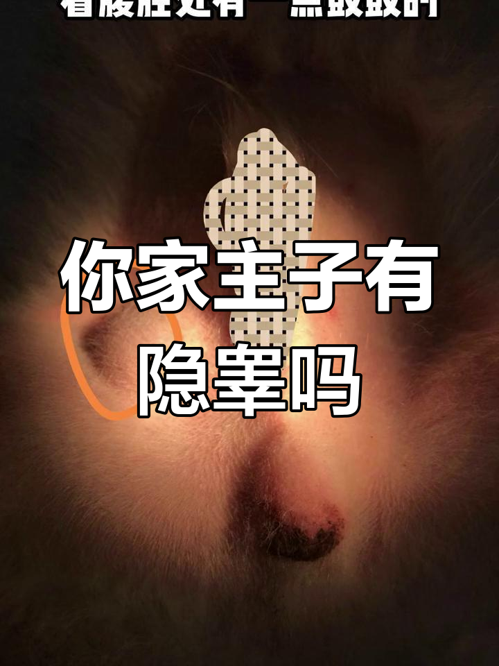 为什么有些狗狗猫咪只有一个蛋蛋?隐睾问题不容忽视