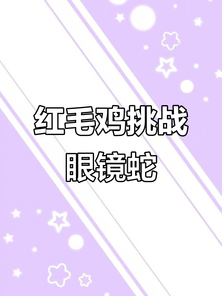 红毛鸡勇斗毒蛇,连幼鸡都吃辣条!