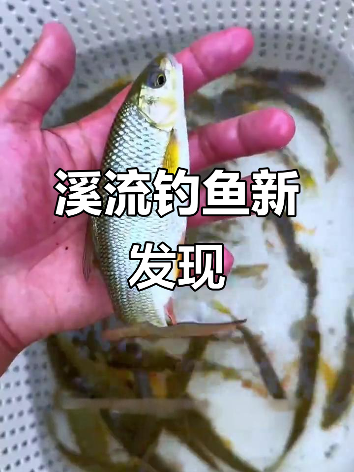 溪流钓探秘:犀牛精灵苦花鱼,浅滩结构揭秘
