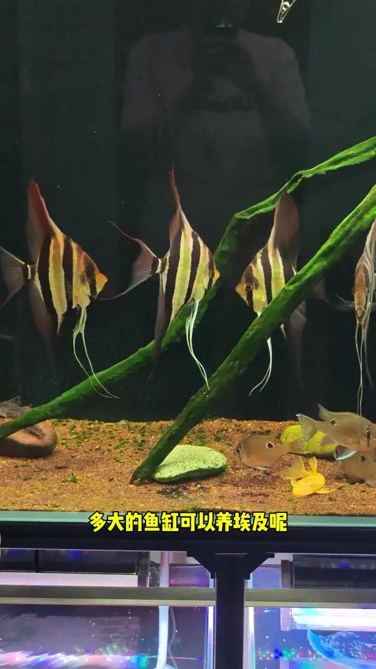 养埃及用多大鱼缸 又到埃及新产季了,一个视频告诉大家养埃及用多大缸