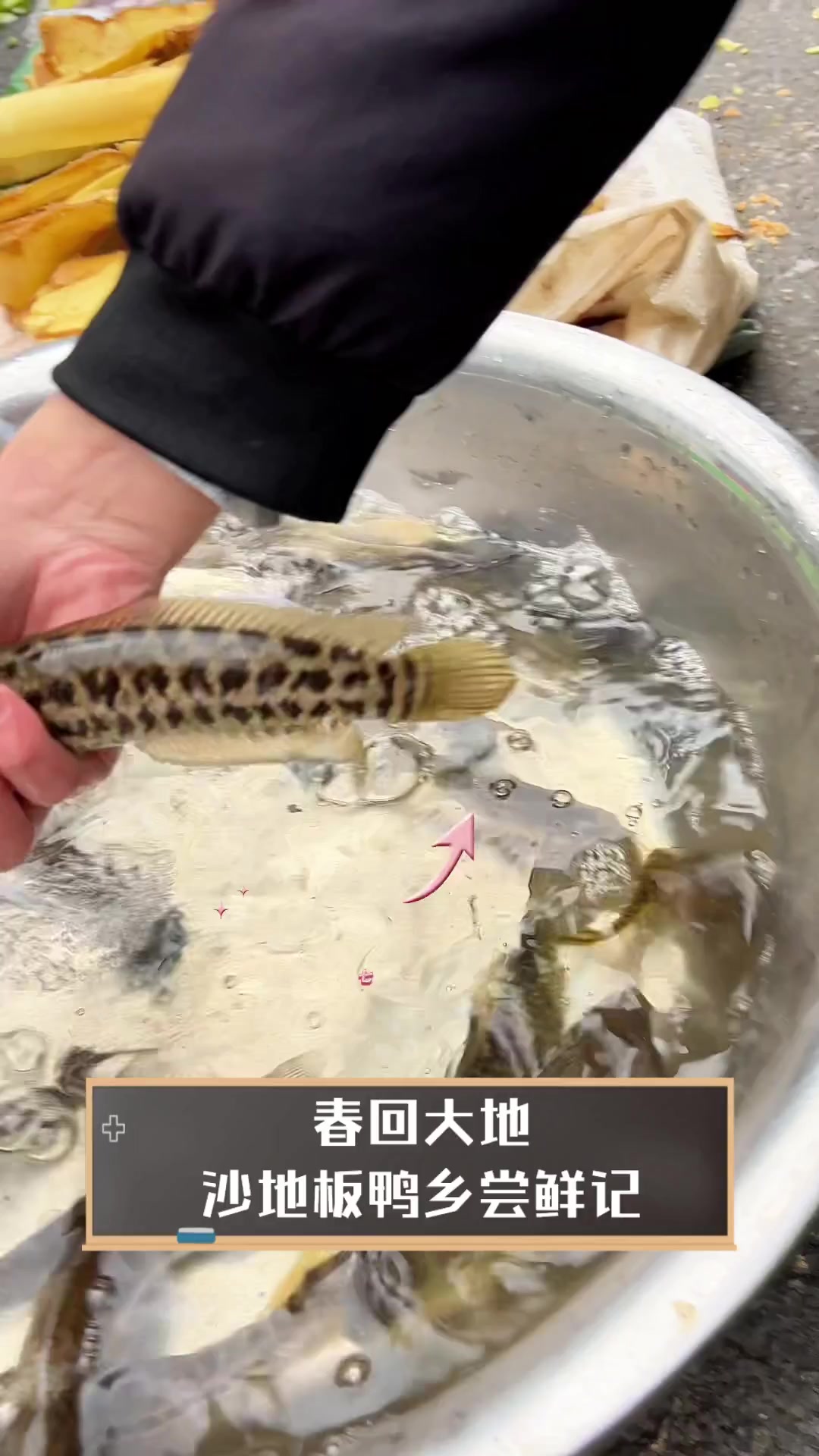 春回大地,沙地板鸭乡尝鲜记
