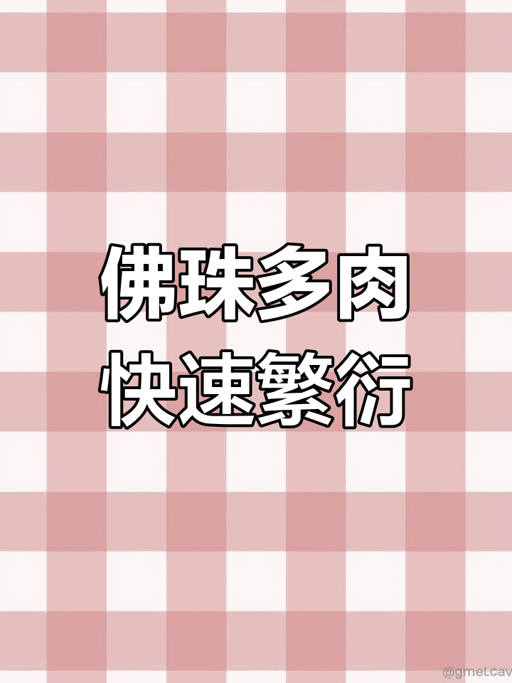 多肉佛珠扦插技巧,轻松繁殖新苗