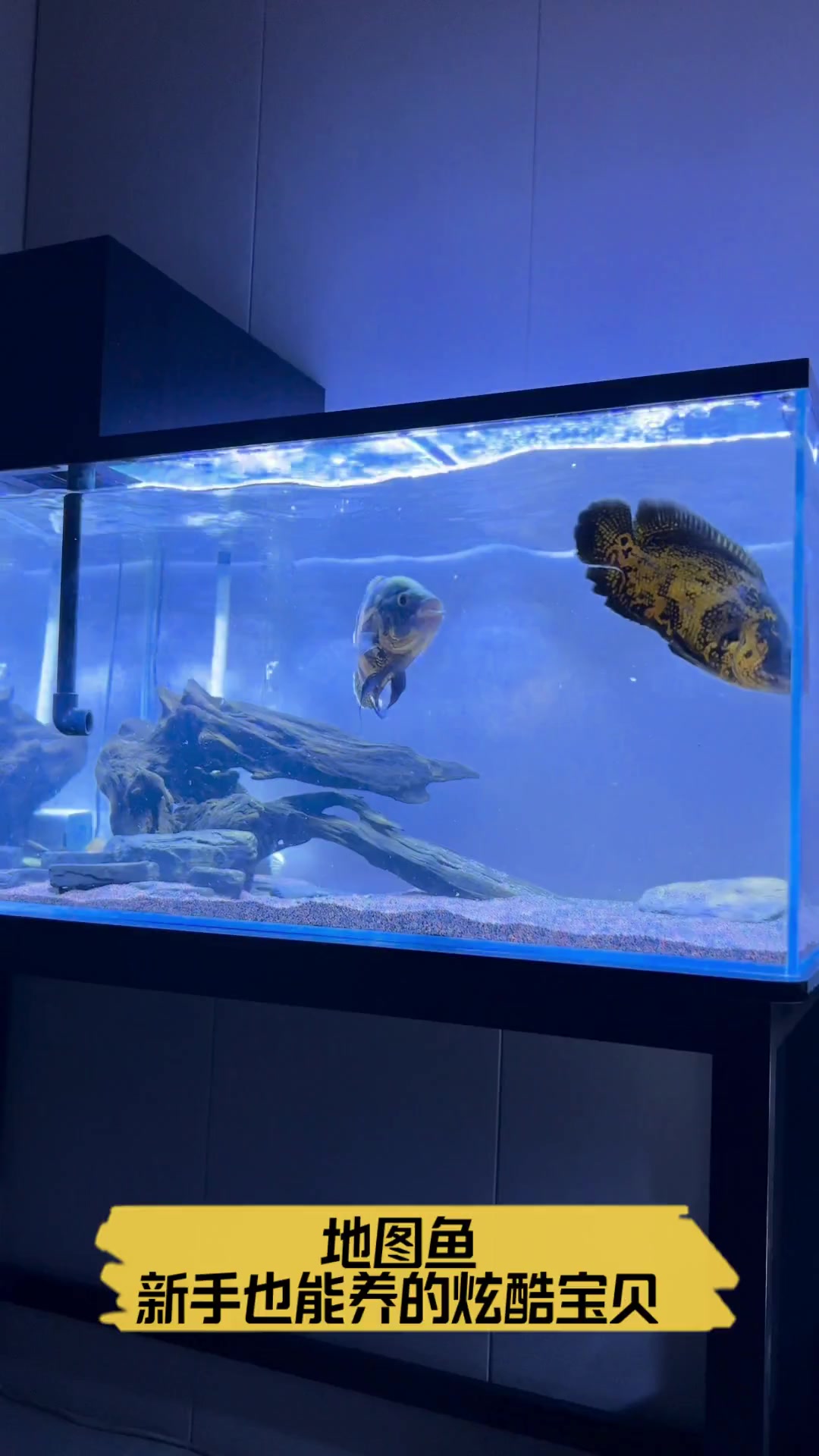 地图鱼,新手也能养的炫酷宝贝!