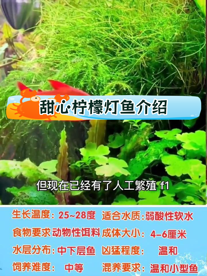 甜心柠檬灯鱼饲养指南:温和群游鱼类