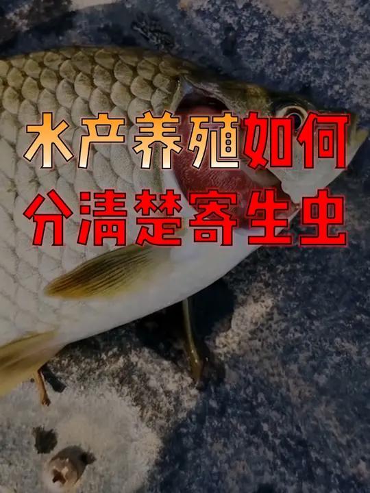 水产人 注意了!水产养殖 鱼被寄生虫寄生时的表现大不相同,你仔细看了吗?水产养殖技术 水产