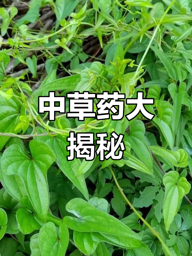 野外28种常见中草药,家乡有吗?