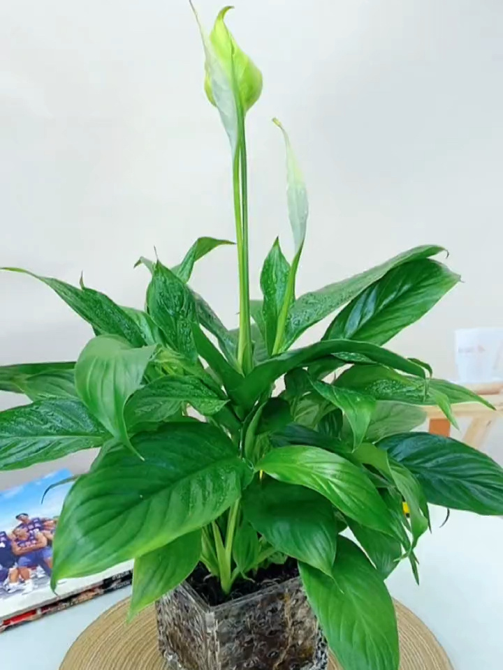 白掌花卉绿植,四季常青有水就能存活,爱了