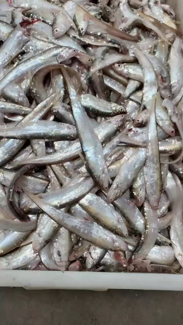 微山湖新鲜毛刀鱼