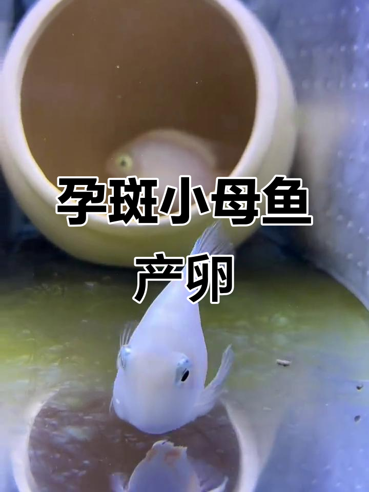 小母鱼终于生了,公鱼急坏了!