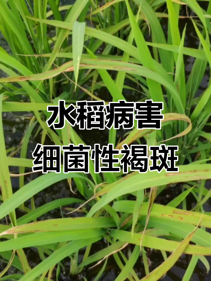 细菌性褐斑病危害大,水稻产量受损不容忽视