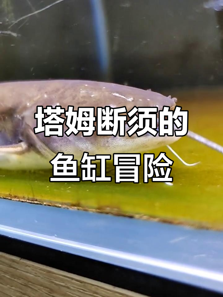 大口鲶鱼塔姆的断须复仇记,饲料试吃与老六对决