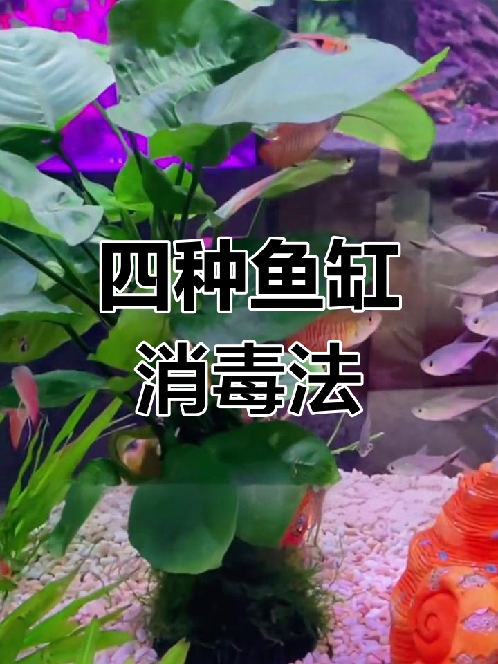 鱼缸消毒四种有效方法,轻松搞定