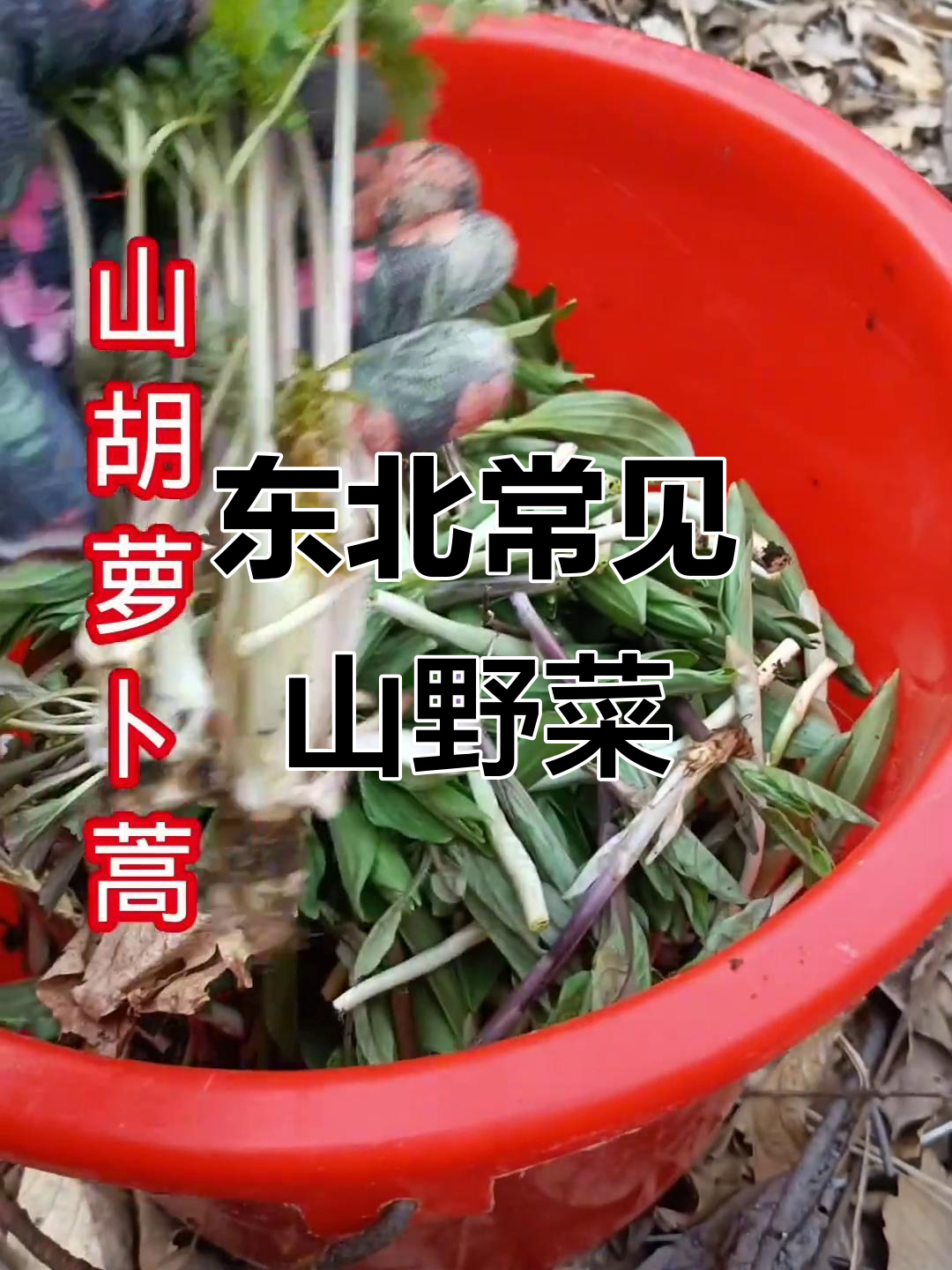 东北山野菜大揭秘,这些你都知道吗?