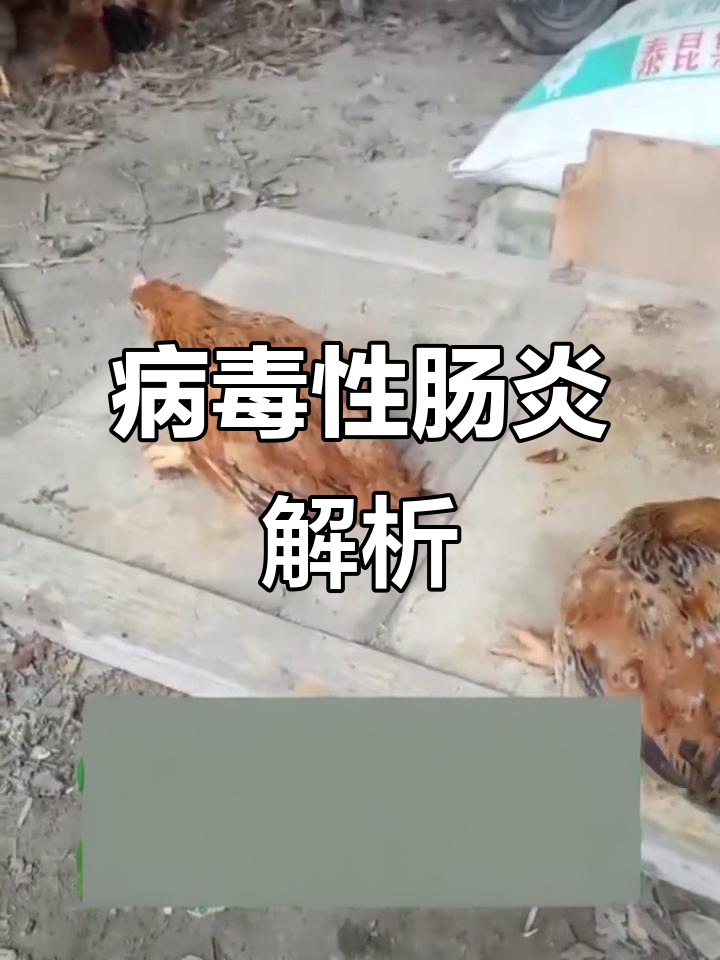 鸡腿瘫痪，肠道花斑明显，梭菌感染严重！