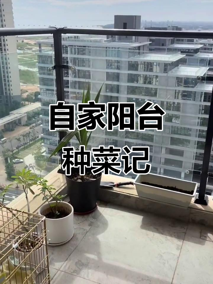 阳台种菜全攻略:从生菜到芦笋,蔬菜自给自足