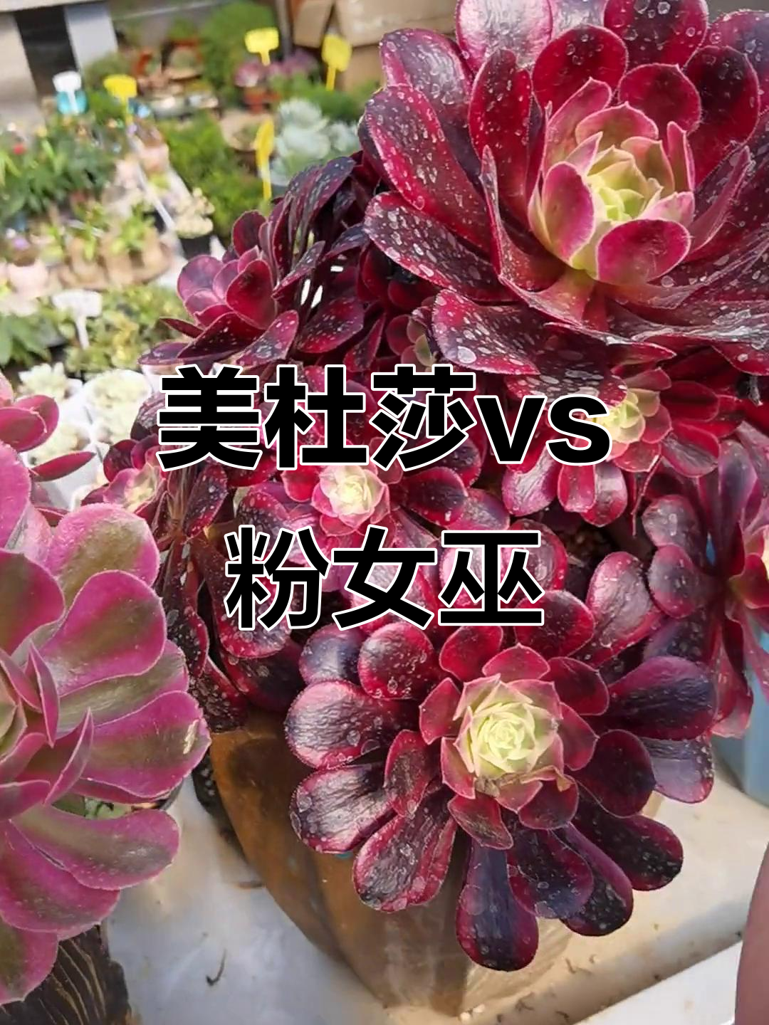 粉女巫与美杜莎区别大揭秘,叶心颜色一眼识破