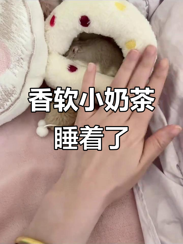 小奶茶的可爱午睡时光,侏儒仓鼠的小棉窝和抱枕超萌