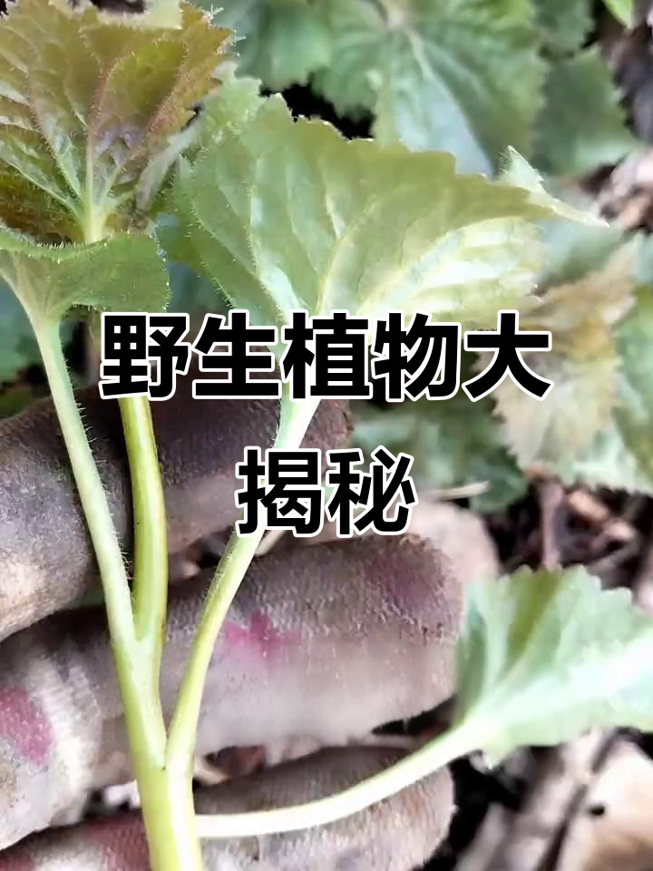 野外探险:发现杏叶菜,拆下来一看竟然这样!