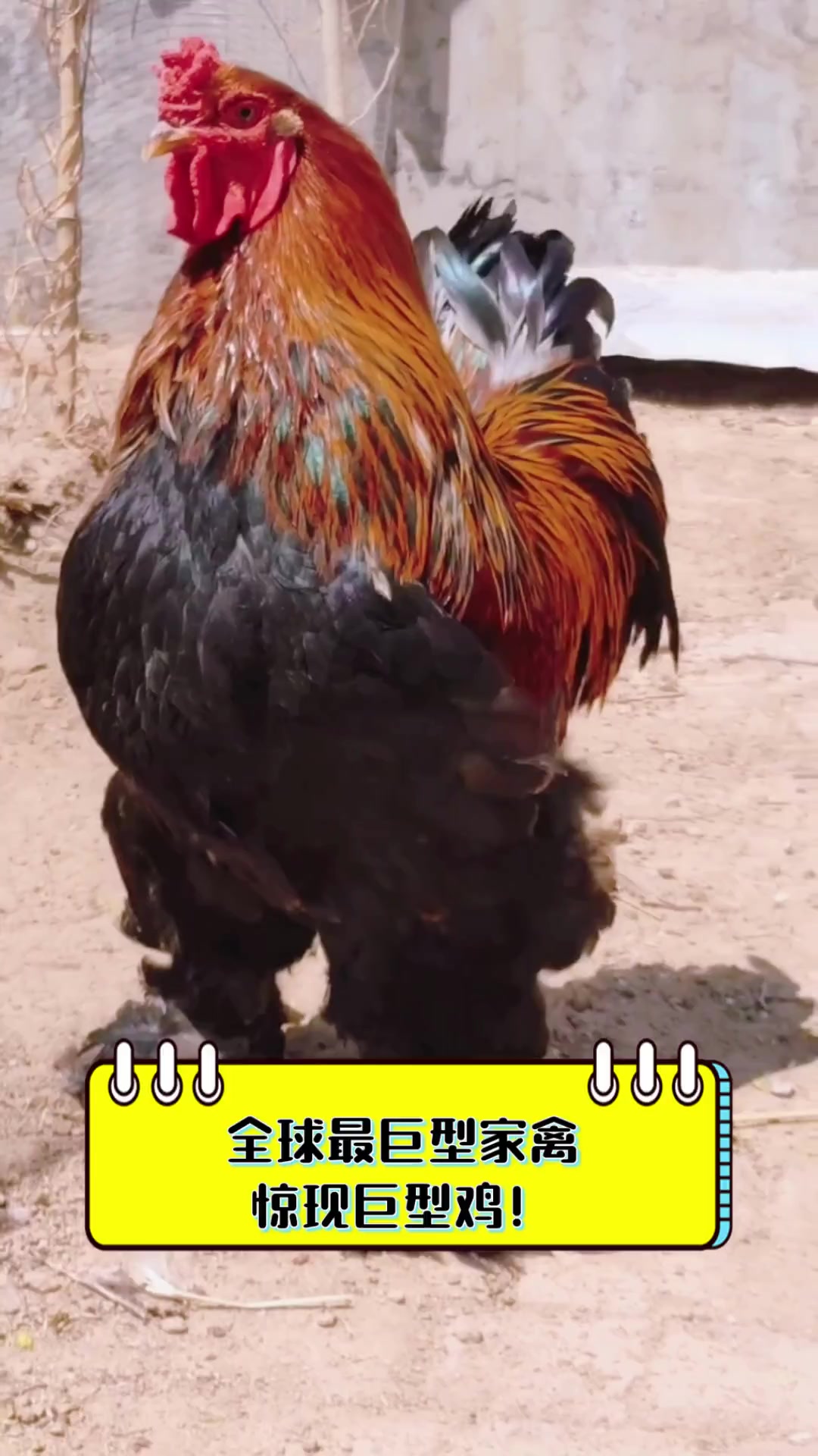 全球最巨型家禽,惊现巨型鸡!
