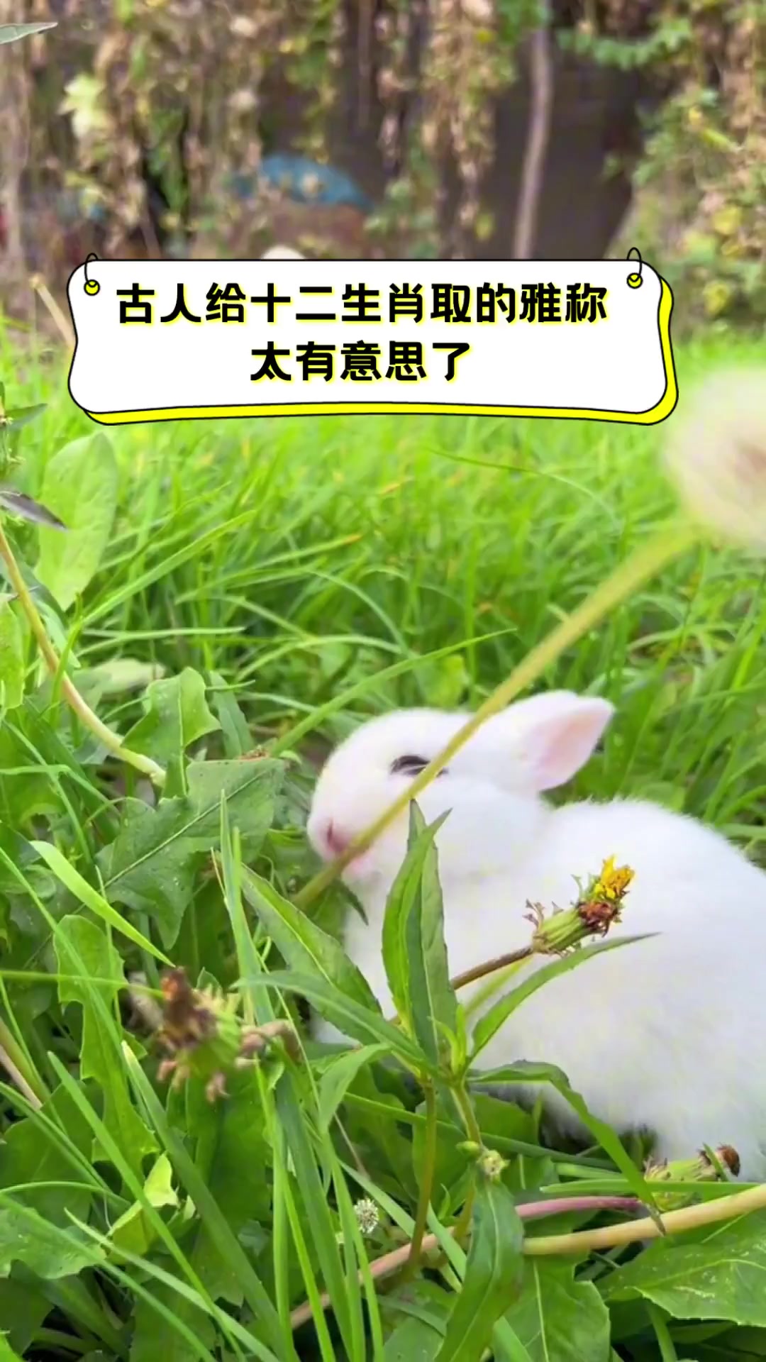 古人给十二生肖取的雅称,太有意思了