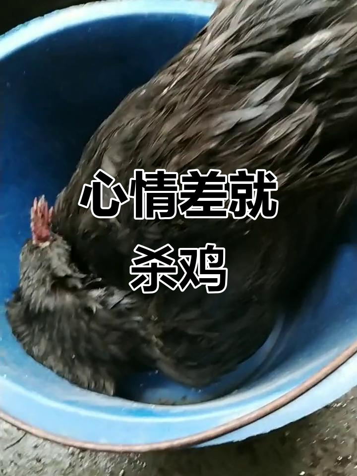 心情不好就杀鸡,农村里的“发泄”方式太真实了