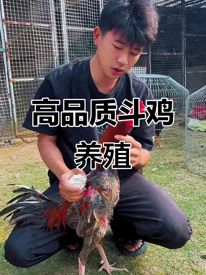 斗鸡文化揭秘:高品质斗鸡品种与养殖技巧