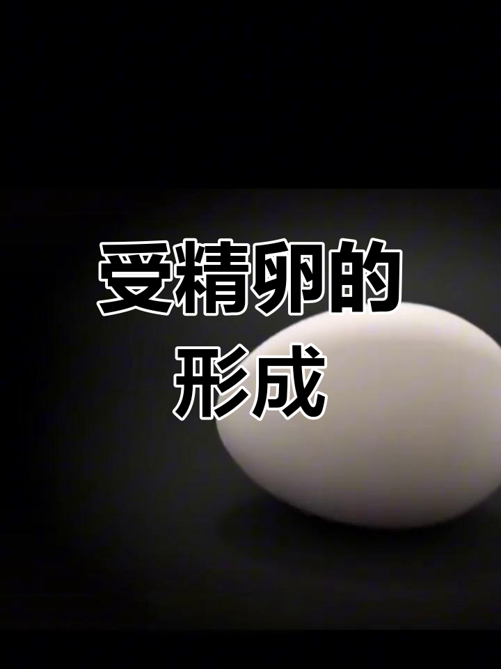 鸡蛋如何变成小鸡?揭秘受精过程