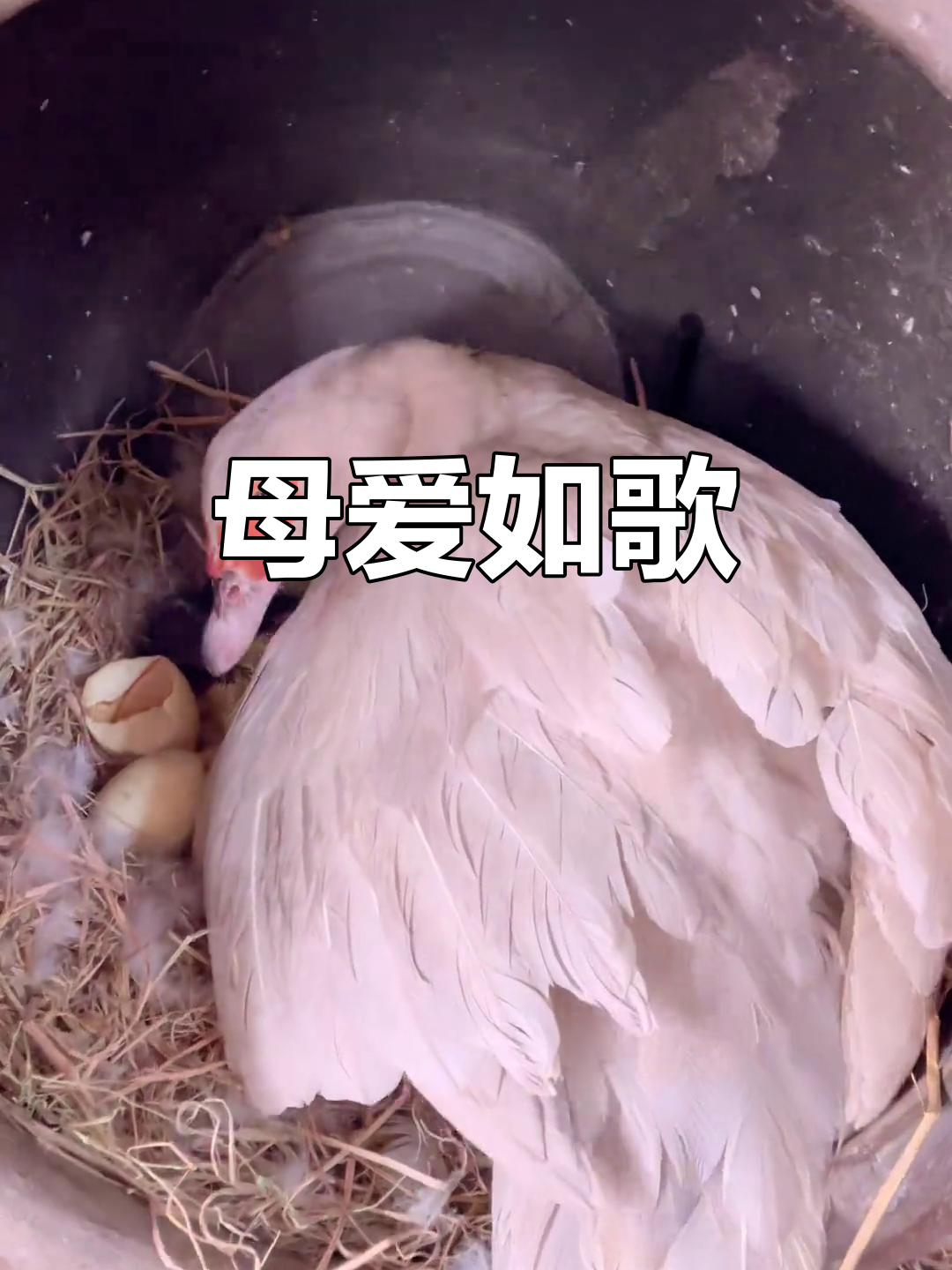 小鸭子叫声响起,母鸭终于实现当妈妈的愿望!