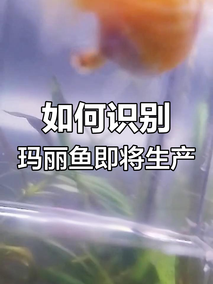 玛丽鱼快生的五大信号,轻松判断产期