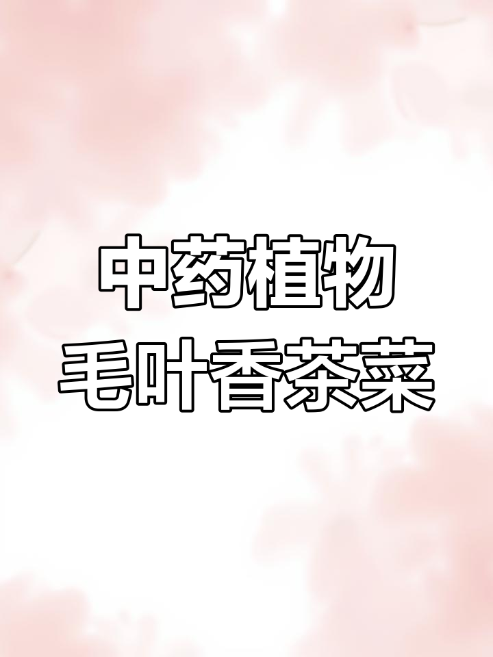毛叶香茶菜:草莓般的叶子,竟是中药宝藏