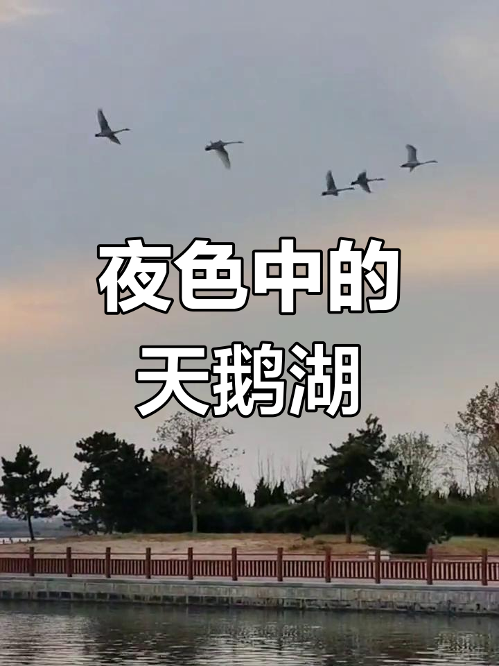 夜晚的天鹅湖,宁静与美丽并存