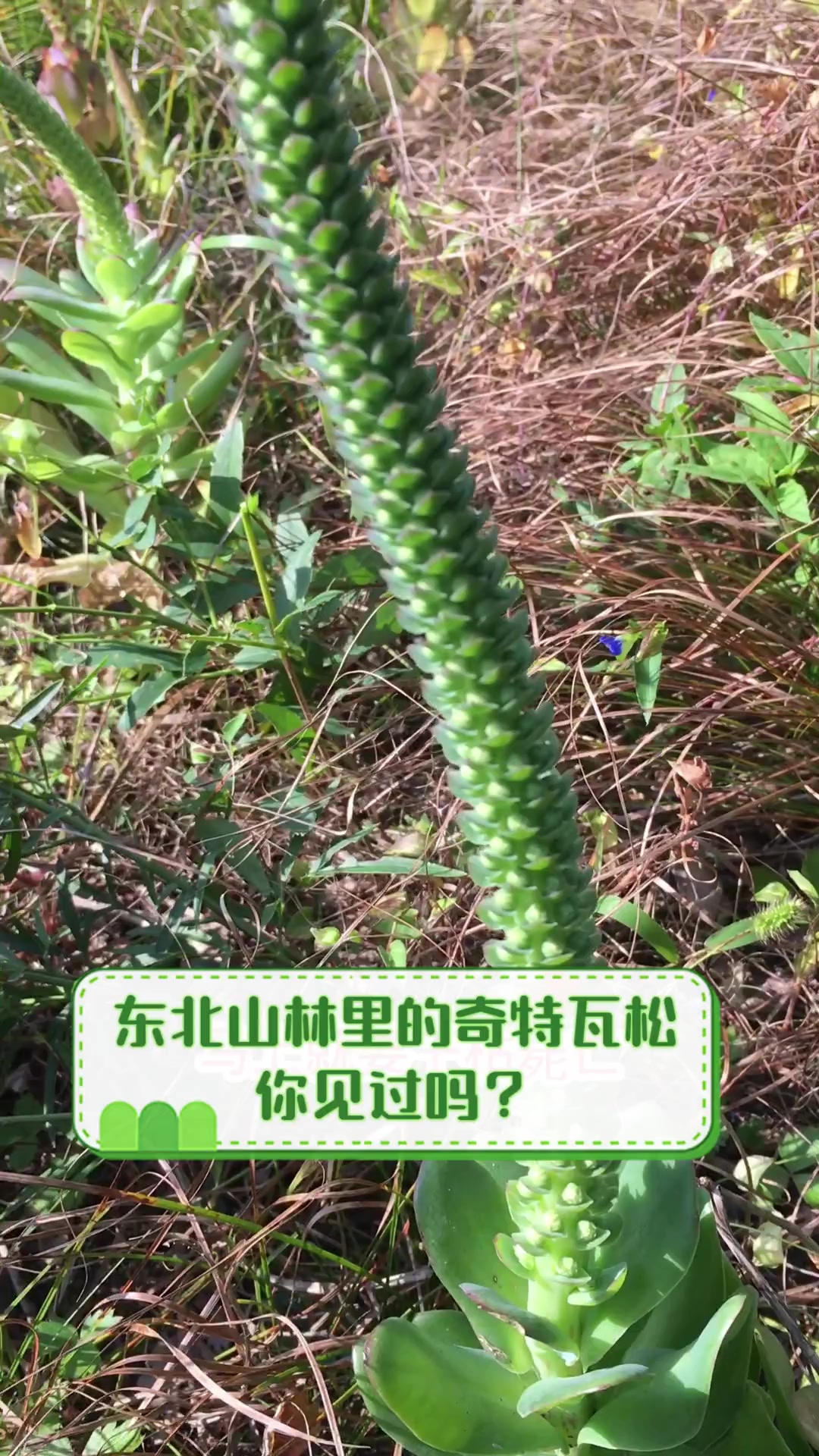 东北山林里的奇特瓦松,你见过吗?