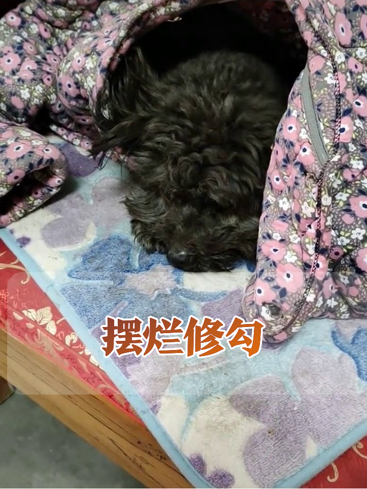 小狗困成表情包!这慵懒谁看了不代入