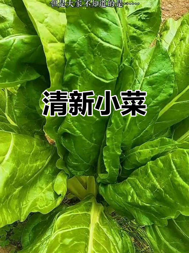 牛皮菜凉拌,搭配胡豆米,清爽开胃的小吃