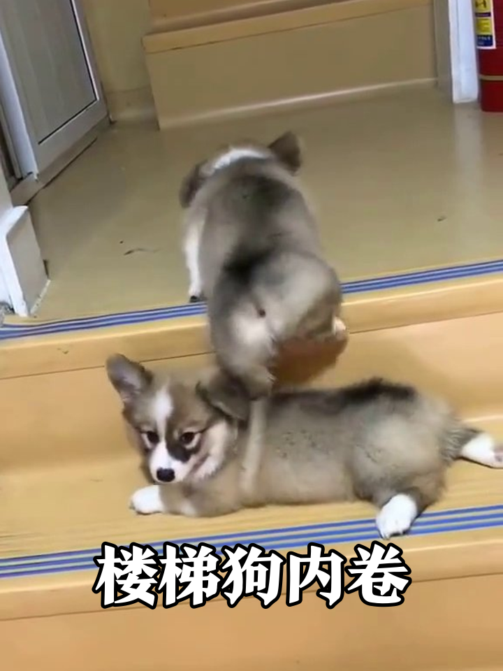 柯基楼梯刺客上线!队友摆烂躺平任踩,狗生参差太真实