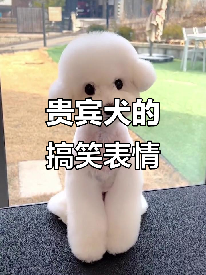 一只拥有独特“眉头”的小狗,韩式布朗熊造型太可爱了