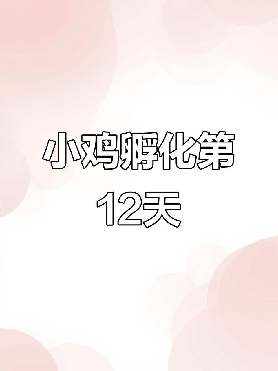 鸭蛋壳里孵小鸡,12天变化惊人!
