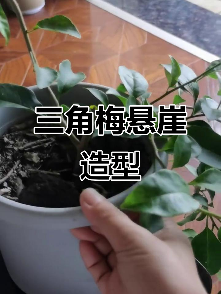 三角梅悬崖状飘枝造型,枝条修剪技巧大揭秘