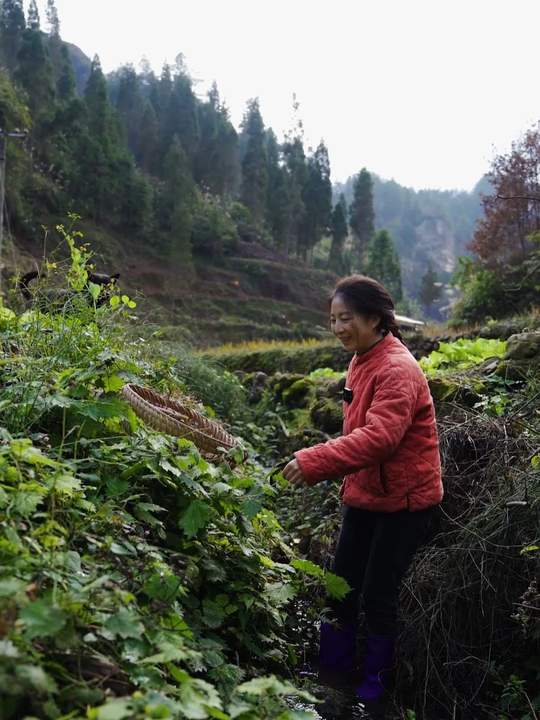农村孩子荒野求生采野菜，体验父母年代的野菜滋味