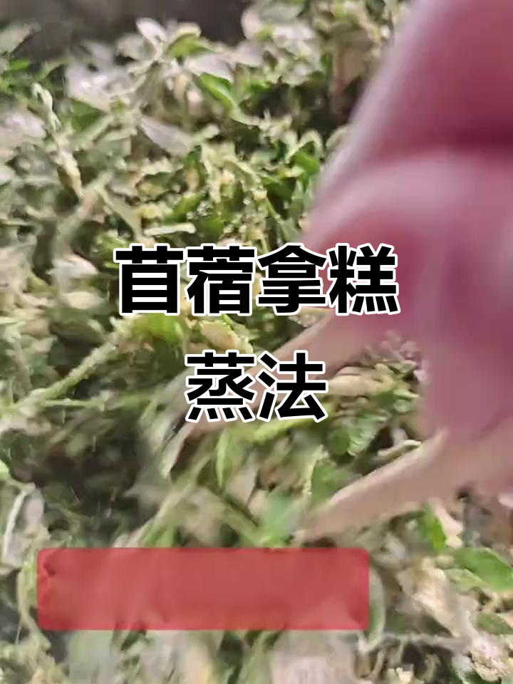 玉米面苜蓿拿糕蒸八分钟,简单又美味