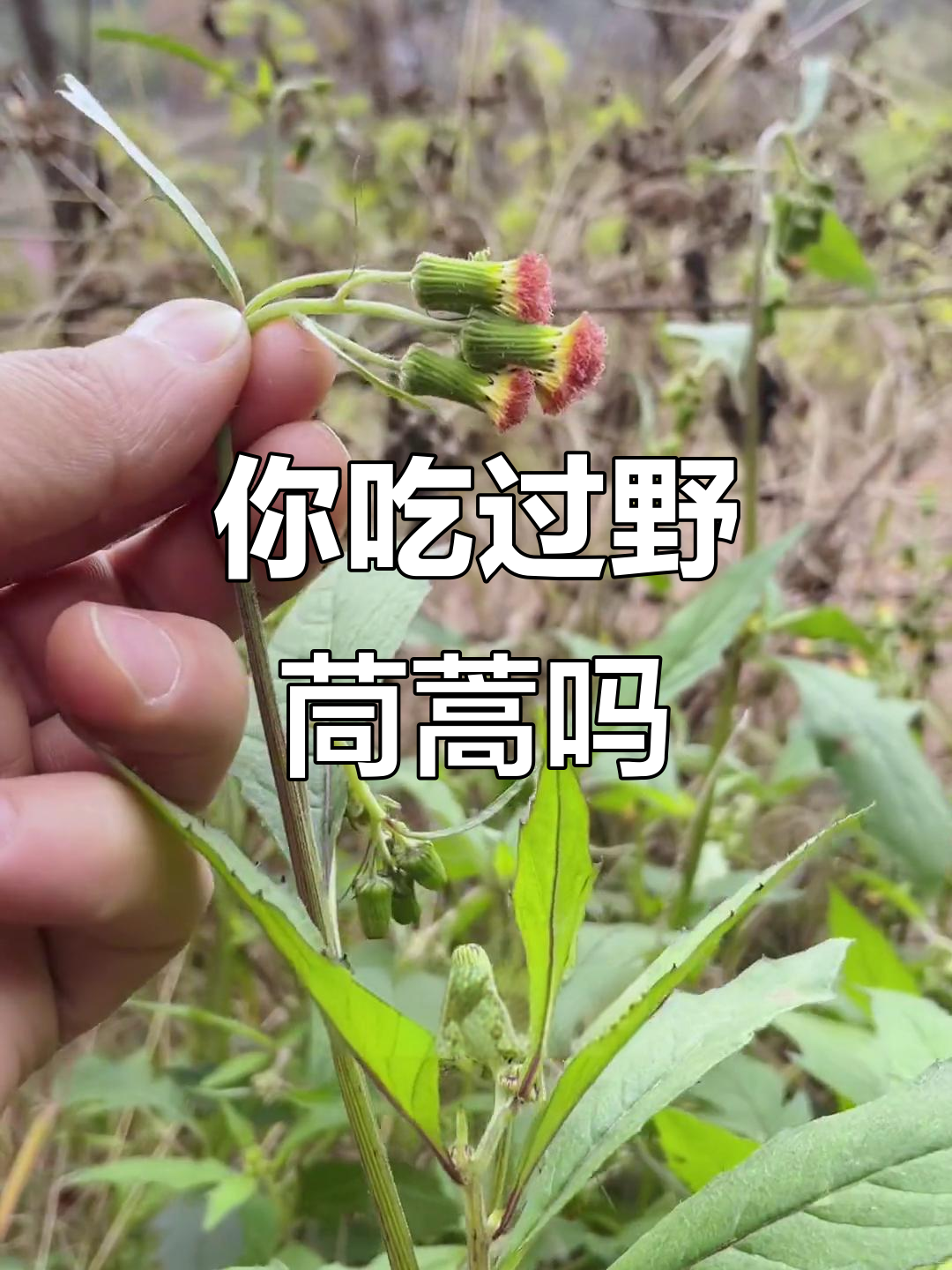 野茼蒿：穷苦人家的救命菜，你尝过吗？