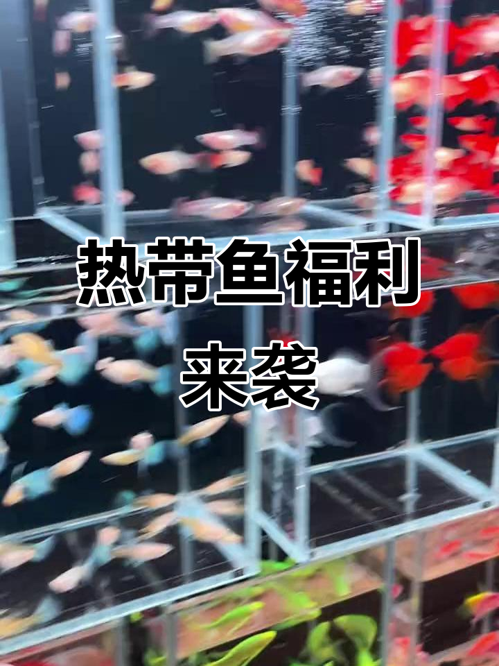 七彩龙鳞孔雀鱼大放送，蓝礼服、红宝石全有货！