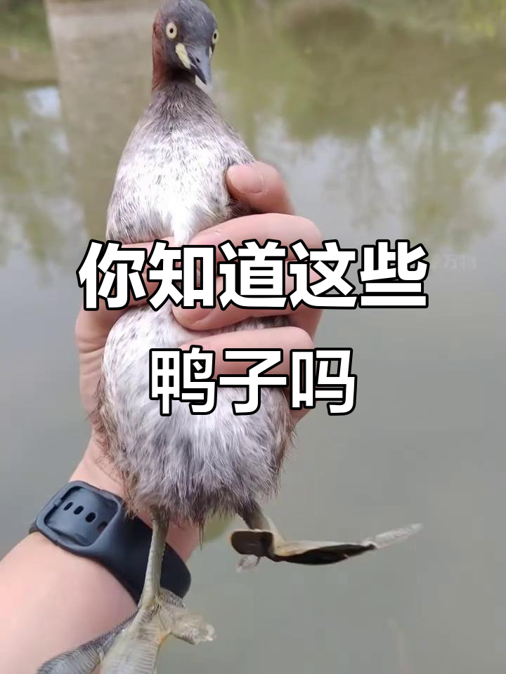 这些鸭子你见过吗?从唐老鸭到麻鸭,品种大揭秘