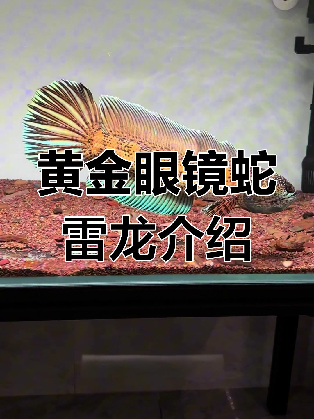 黄金眼镜蛇雷龙:凶猛又美丽的观赏鱼,如何饲养才能健康?